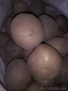 Картофель крупный,  качественный,  вкусный. #1633244