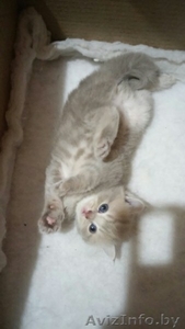 Милые и пушистые плюшевые котята.Шотландской породы #1633509