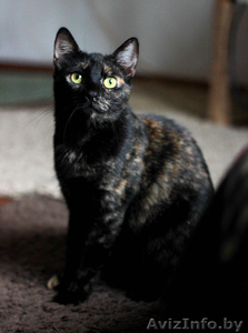 Кошечка перчинка в надежные руки #1634070