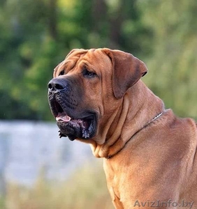 Тоса Ину - японский мастиф #1633115