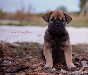 Ка Де Бо - самый маленький мастиф #1633114