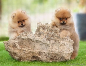 Щенок померанский шпиц ТОЙ МИНИ КУКОЛЬНЫЙ в типе МИШКА #1633874