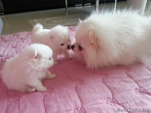 Продаются медвежата #1633857