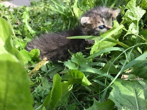 Помогите найти котятам дом #1631787