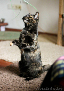 замурчательная кош в дар #1633155