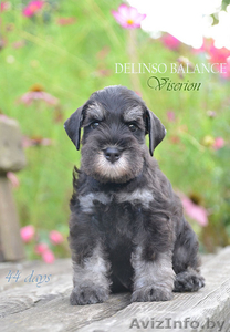 Элитные щенки цвергшнауцера,  черного с серебром окраса #1633182