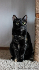 кошечка окраса специя в надежные руки #1632641