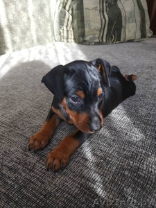 Щенки цвингпинчера #1631465