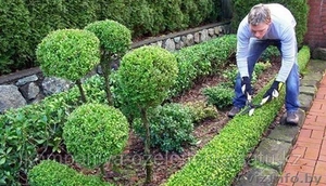 Обрезка,  фигурная стрижка кустарников в Гомеле и Гомельском районе. #1631218