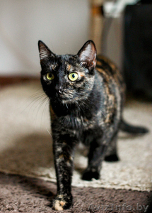 трехцветная красотка кошечка в заботливые руки #1635817