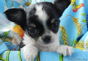 Щенки чихуахуа длинношерстные #1634683