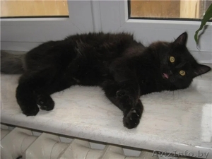 В дар: котэ-красавец по имени Хуан-Антонио в поисках дома #1636807