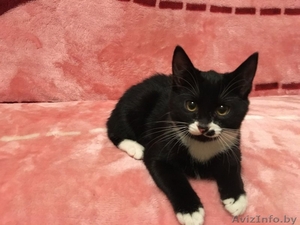 Замечательный черный котенок #1638080