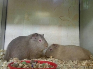 Морские свинки #1639568