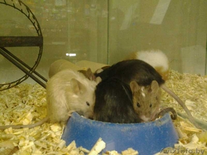 Мыши Декоративные Домашние #1639574