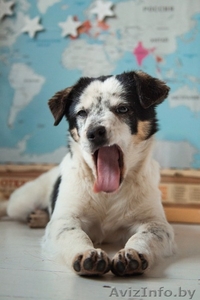 Щенок девочка ищет любящих хозяев #1638328