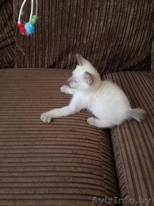 Продаем Котят Меконгский Бобтейл #1637895