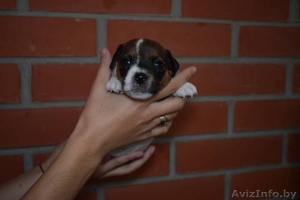 Щенки Парсон Рассел Терьер #1638240