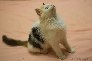 Комочек счастья котенок Мика в дар #1637298