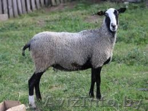 овец романовской породы #1639426