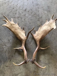 Рога лося оленя дорого #1639272