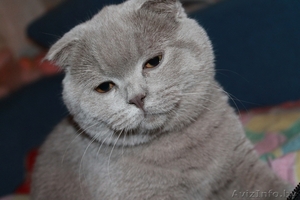 Питомник шотландских кошек. #1637204