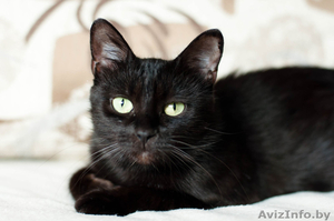 Солли - кошка в дар #1637201