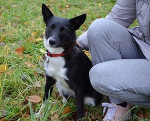 Собака девочка Малышка #1638244