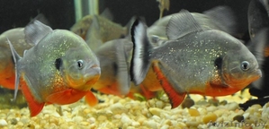 Пиранья Наттерера  #1612763