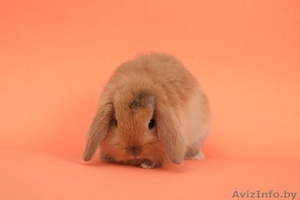 Кролики разных видов и породы #1642288