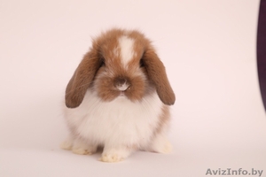 Кролики из питомника веселый хвостик #1642290