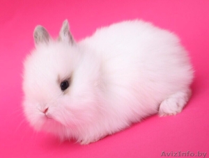 Мини-кролики Беларусь #1642292