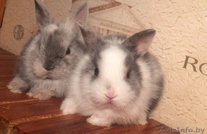 Питомник,  породистые кролики #1642341