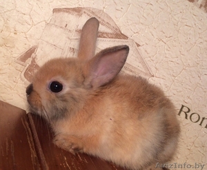 Питомник веселый хвостик. Декоративные кролики #1642346