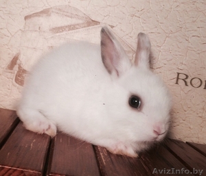 Кролики декоративные #1642351