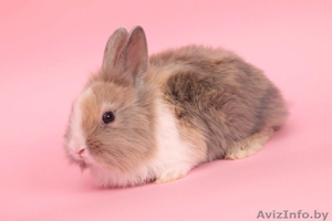 Декоративные кролики,  питомник веселый хвостик #1642356