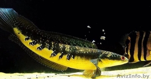 Императорский змееголов  #1612884