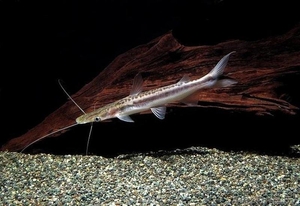 Сом веслоносый  #1612766