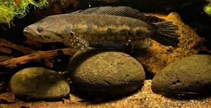 Змееголов Люциус #1612768