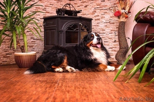 Щенки берны #1641756