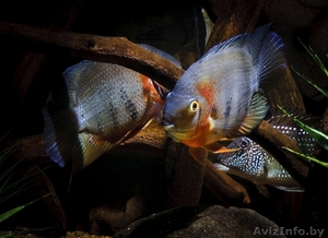 Красноплечий северум. #1641227