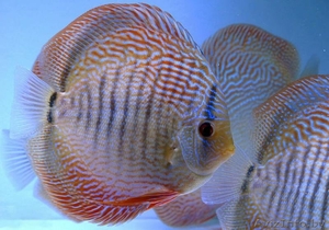 Дискус змеиная кожа #1612759