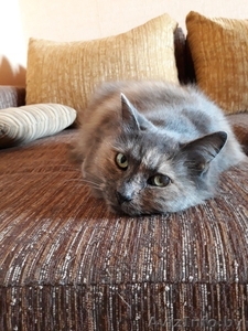 Рэдия - кошечка в дар. #1640833