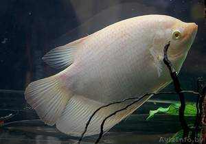 Гурами настоящий #1612762