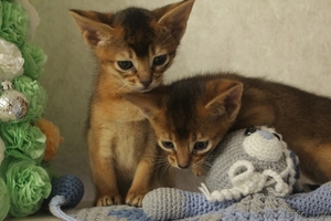 Резервирование абиссинских котят с докуменами. #1641752