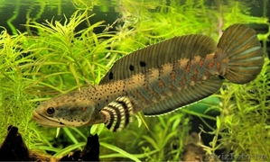 Змееголов Пульхера  #1612767