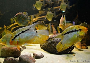 Мезонаута фестива  #1641225