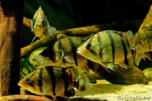 Окунь тигровый сиамский #1641226