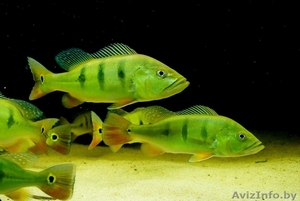 Цихла оцеллярис  #1641229