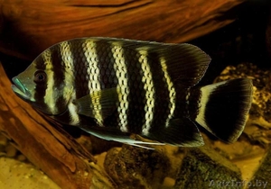 Тиляпия зеброва или Тиляпия дисковидная  #1612757